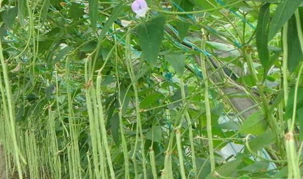 豆角落花落荚是什么原因？如何提高开花结荚率？