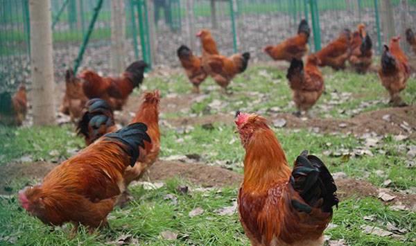 板蓝根养鸡秘诀