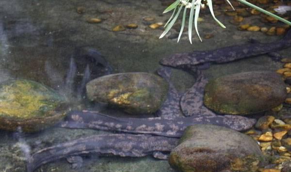 娃娃鱼养殖事项