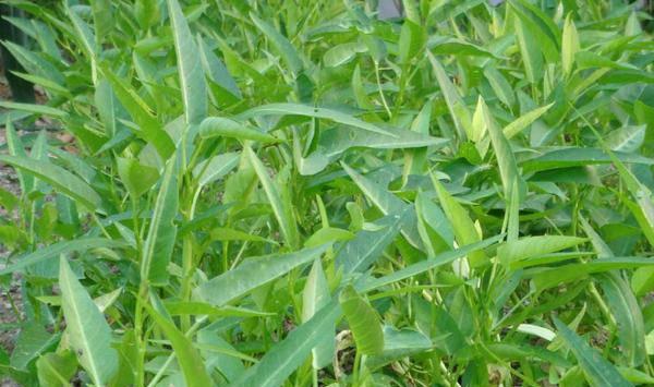 大棚空心菜的高产种植管理要点