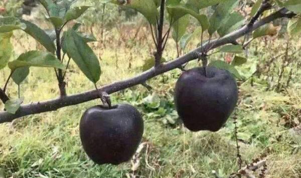 黑苹果