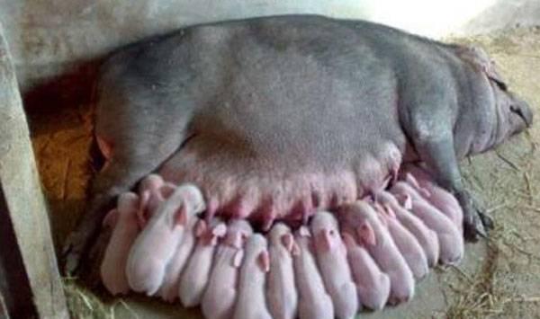 猪场小猪管理要点