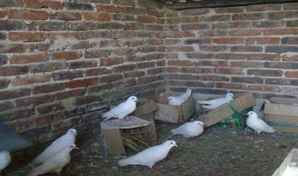 鸽子养殖技术