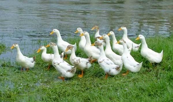 肉鸭冬季快速育肥技术
