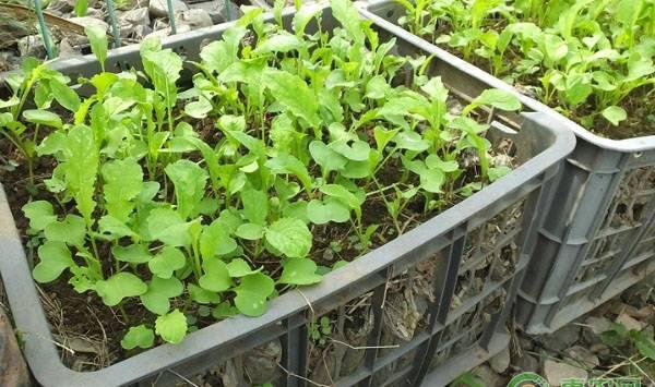 塑料筐可以种菜吗？如何使用？
