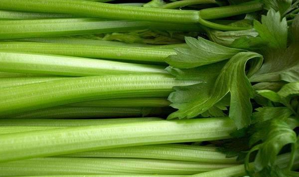 芹菜育苗技术及注意要点