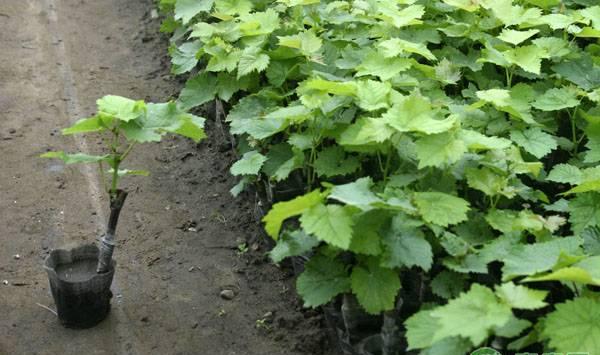 葡萄树黄化的原因及解决方法