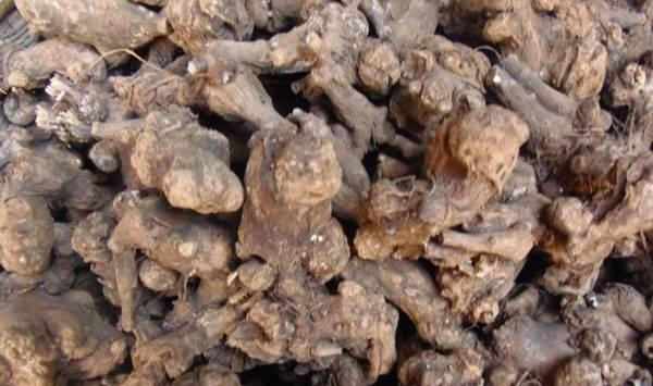 中药材白术的规范化栽培技术要点