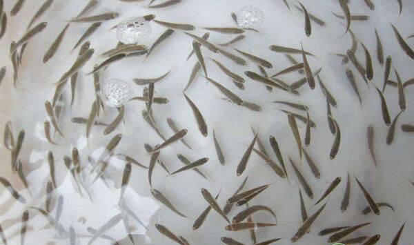 鱼苗气泡病、车轮虫病、细菌性烂鳃病防治措施