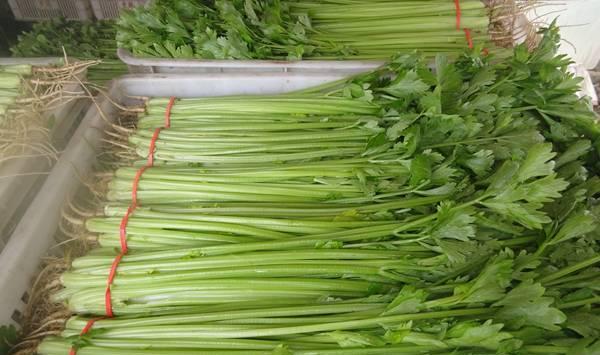 芹菜育苗技术及注意要点