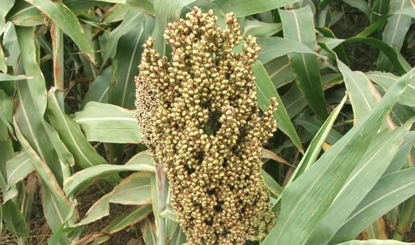 甜高粱高产种植技术要点
