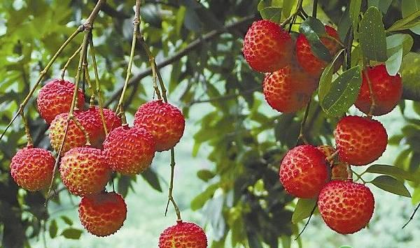 螺旋环剥在荔枝种植栽培中的应用