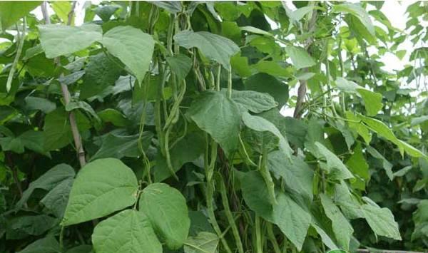芸豆的高产种植技术要点