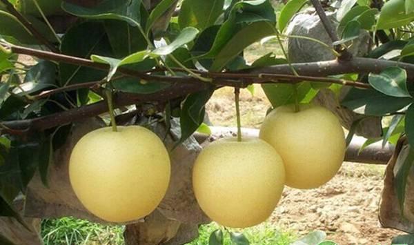 梨树干腐病症状