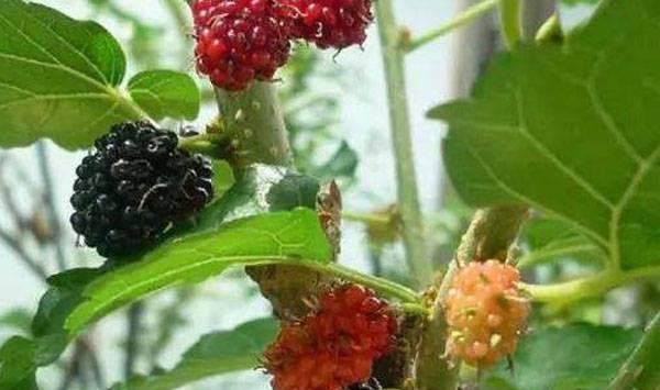 桑葚盆栽要点