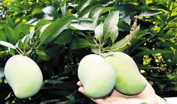 芒果套袋的注意事项