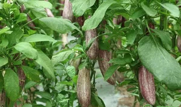 茄子出现徒长苗或老化苗有哪些症状？如何防治？