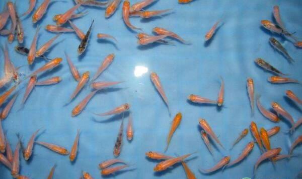 鱼苗气泡病、车轮虫病、细菌性烂鳃病防治措施