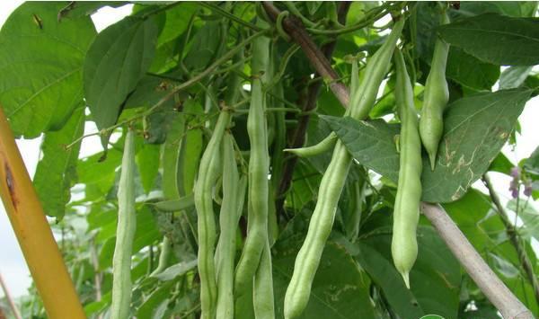四季豆落花落荚是什么原因？都有哪些防治措施？