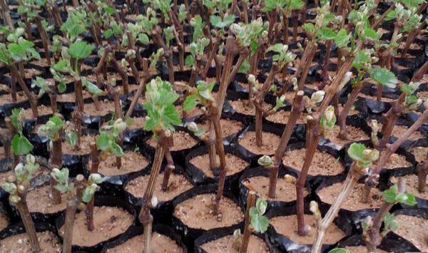 盆栽葡萄越冬注意事项