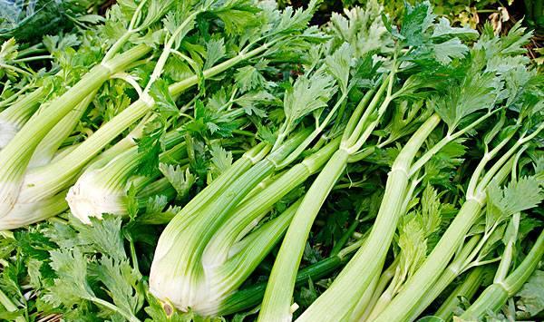 芹菜越冬期死苗预防措施