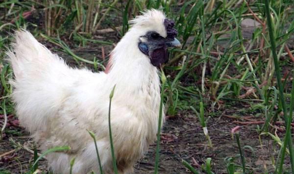 乌鸡养殖过程中预防疾病的十大要点