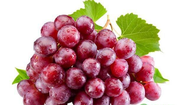 葡萄黑痘病病原、发病症状、发病条件、防治方法