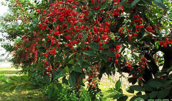 樱桃长出双子果的原因及防治措施