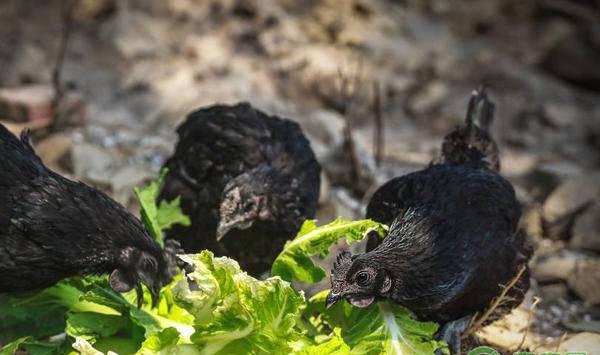 乌鸡养殖过程中预防疾病的十大要点