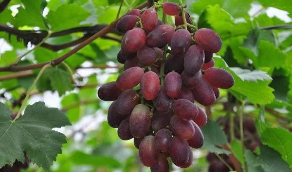 葡萄嫩枝全日光喷雾扦插育苗技术