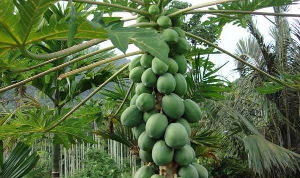 木瓜个头小的原因及处理方法