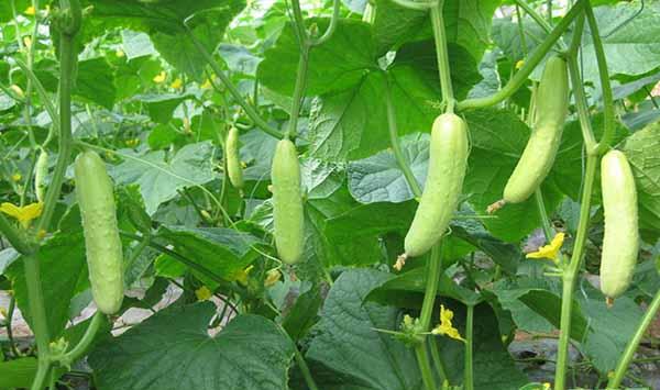 黄瓜卷须的作用