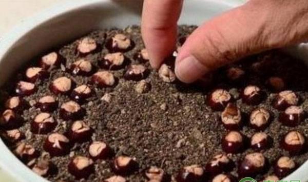 盆栽龙眼的种植方法及注意事项