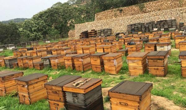 新王产卵无法孵化解决办法