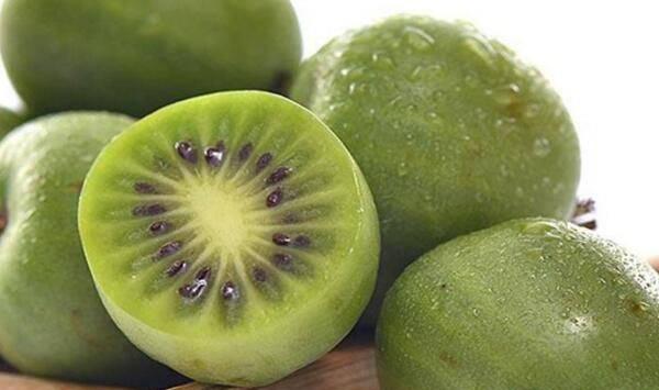 猕猴桃常见病虫害及周年综合防治措施