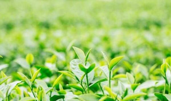 茶叶凹沟深栽法栽植优势及栽培技术要点