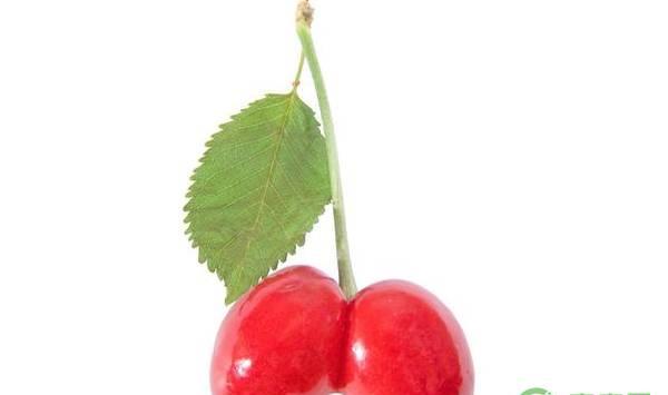 樱桃长出双子果的原因及防治措施