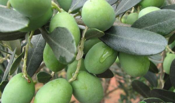 油橄榄嫁接育苗技术及嫁接前后的管理措施