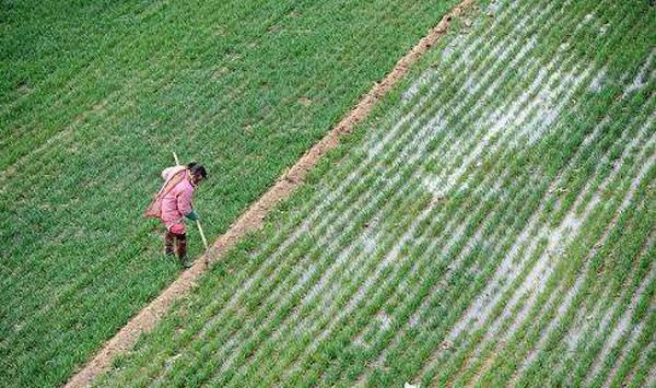 小麦想要高产，“倒春寒”的影响是关键！（附预防补救措施）