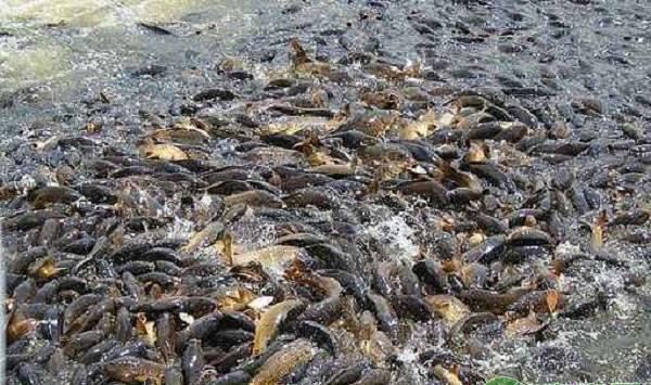 水产养殖：鱼种的放养与管理