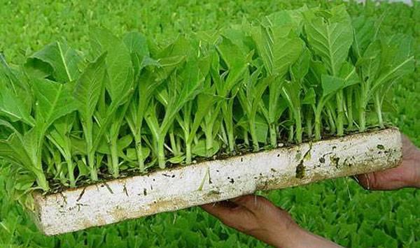 蔬菜育苗消毒