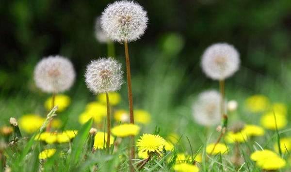 北方地区大棚菜用蒲公英反季节栽培技术