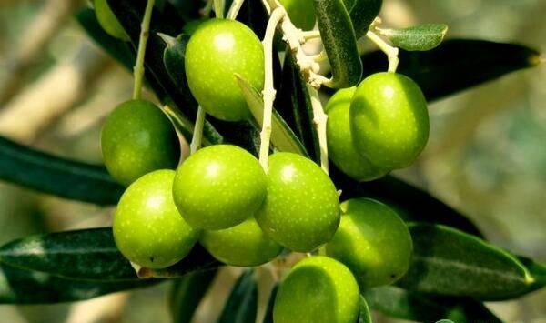 油橄榄嫁接育苗技术及嫁接前后的管理措施