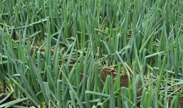 大葱种植条件及播种定植方法