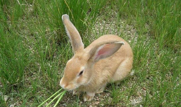 兔子可喂什么食物