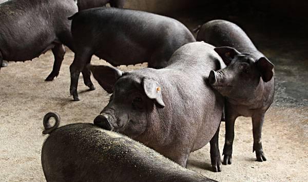 猪什么时候出栏最好?需要考虑哪些方面的因素?