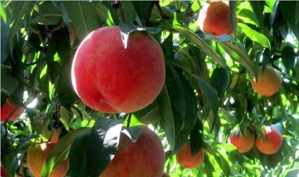 黄河故道地区桃树Y字形整形修剪技术