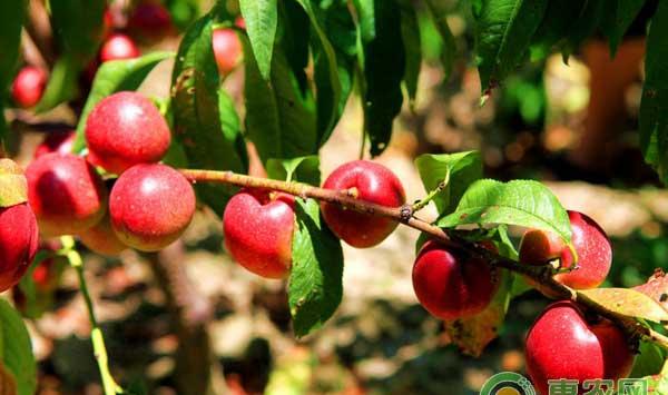 大棚油桃扣棚升温、施肥浇水、病虫防治等管理措施