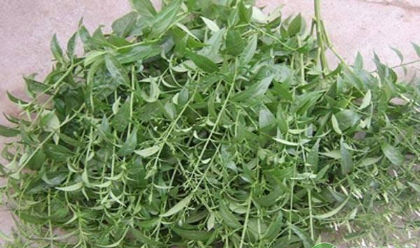 阳台上如何种植盆栽野菜？这三种可以试一试！