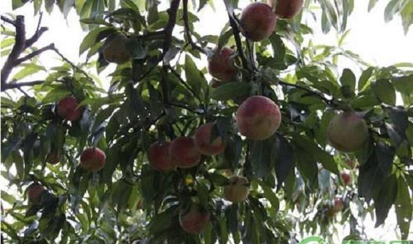 黄河故道地区桃树Y字形整形修剪技术